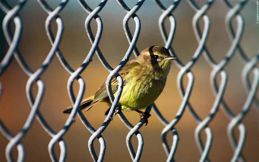 fences chain link fence birds 1440x900 High Quality, birds on a fence HD wallpaper