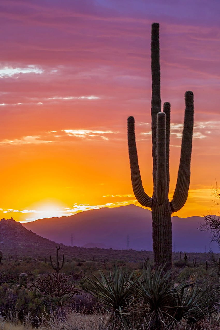 Vibrant Arizona Desert Sunrise With Saguaro Cactus, cactus sunset iphone HD phone wallpaper