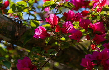 Pink bougainvillea flower HD wallpapers | Pxfuel