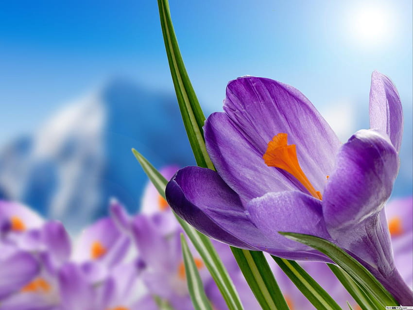 紫色のクロッカスの花をクローズ アップ、青いクロッカスの花 高画質の壁紙