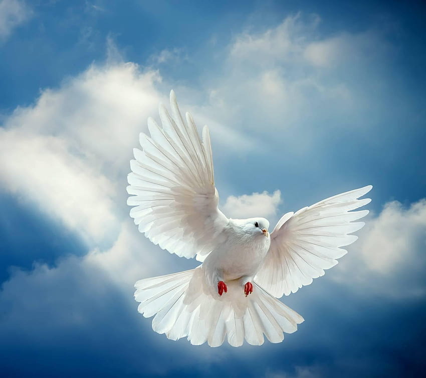 White Dove by _MARIKA_, white doves HD wallpaper