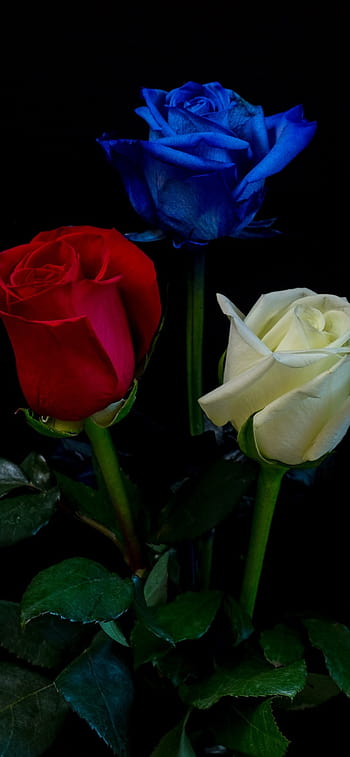 3 red roses