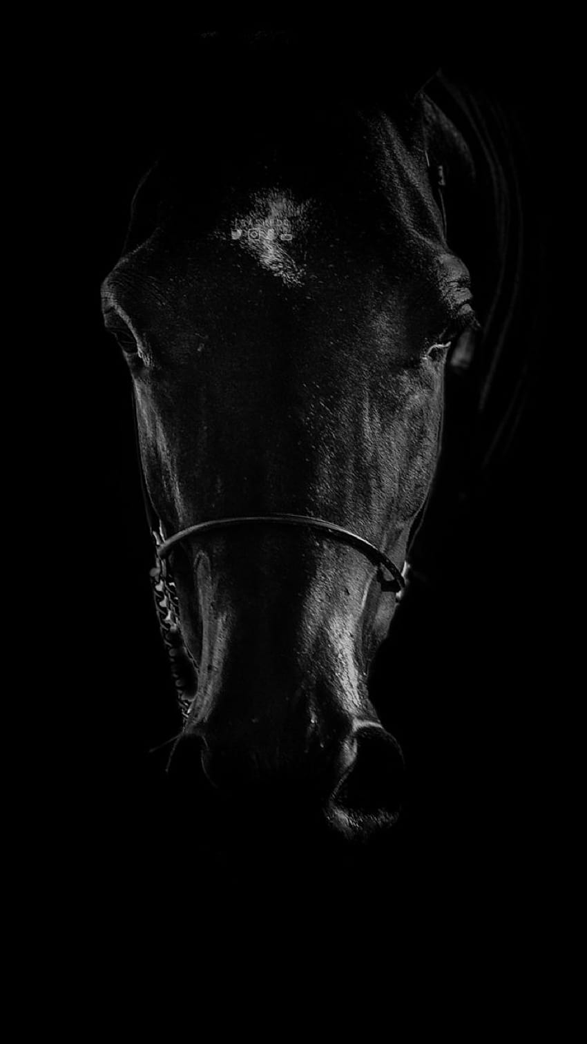 Black Horse iPhone HD phone wallpaper