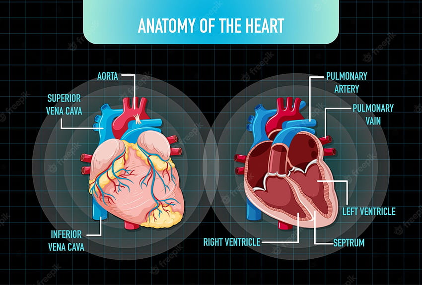 Coeur anatomique Vecteurs & Illustrations pour Fond d'écran HD