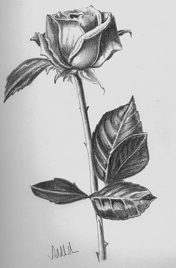 Easy Rose Flower Drawing and Sketch  Take Out Drawing