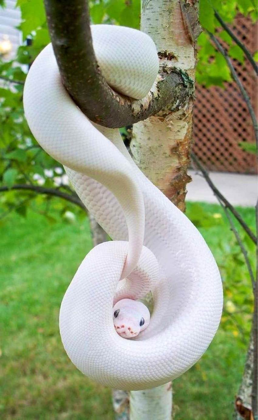 Python birman albinos blanc, serpents albinos Fond d'écran de téléphone HD