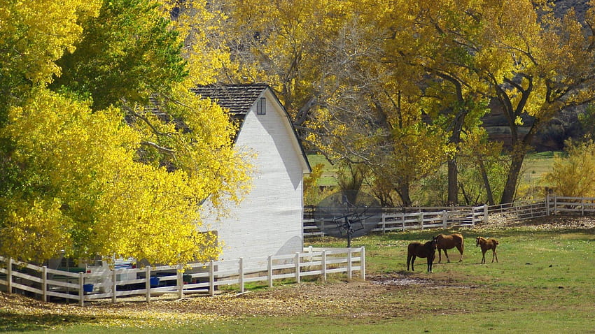 馬タグ : 色の花 秋の馬車, 美しい秋の馬 高画質の壁紙