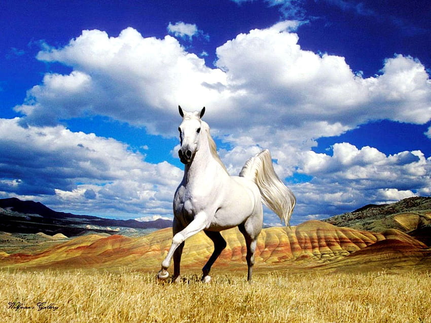 Бял кон, седем коня HD тапет