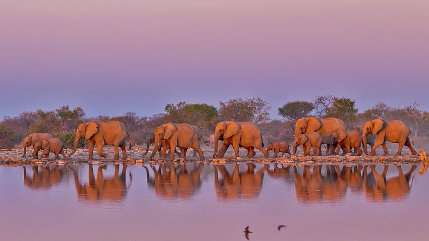 W Parku Narodowym Krugera w RPA, dla World Elephant, grupy słoni Tapeta HD