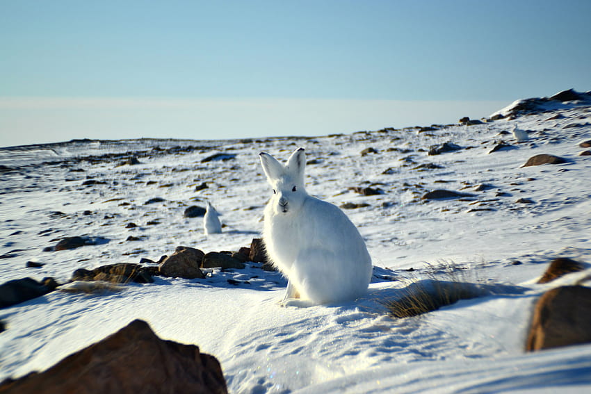 rabbit grass north pole