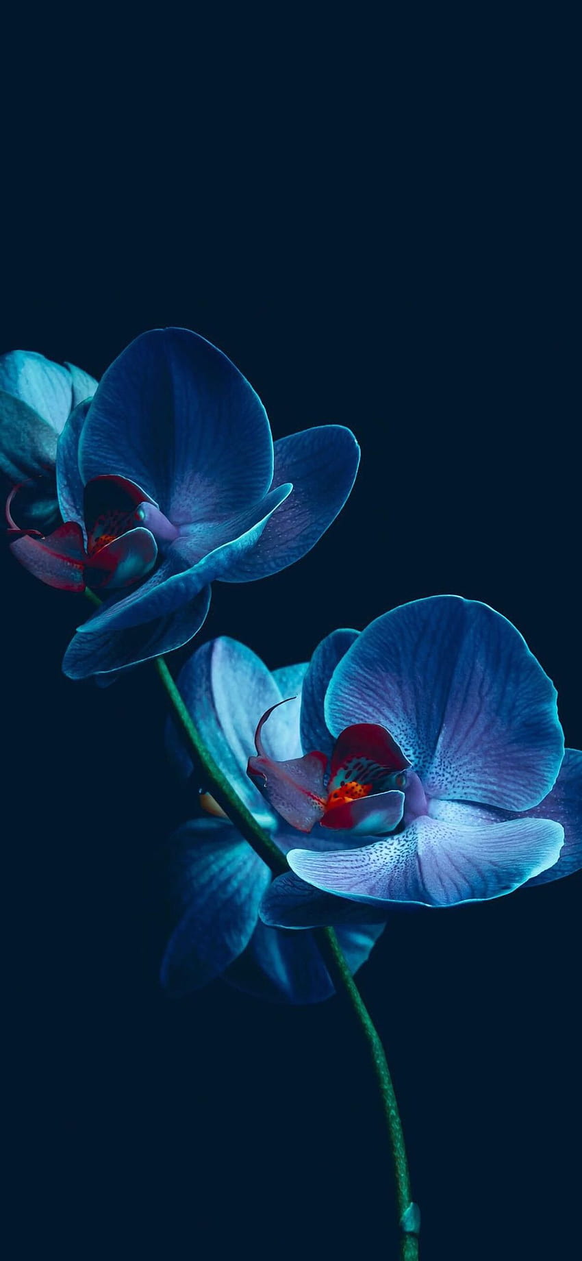 Niebieskie tła Kwiat orchidei, niebieska orchidea Tapeta na telefon HD