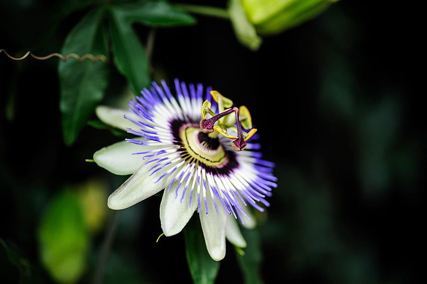 Passion Flower, passion phone HD wallpaper | Pxfuel