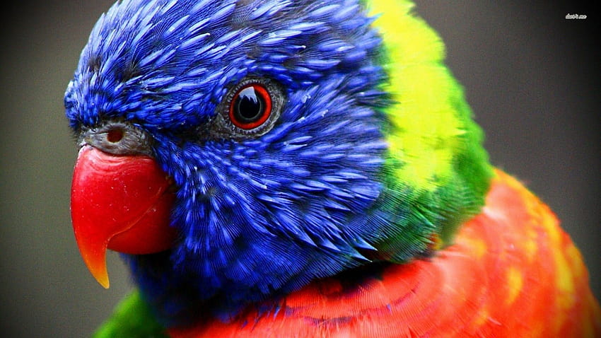 Rainbow Lorikeet, tęczowe zwierzęta Tapeta HD
