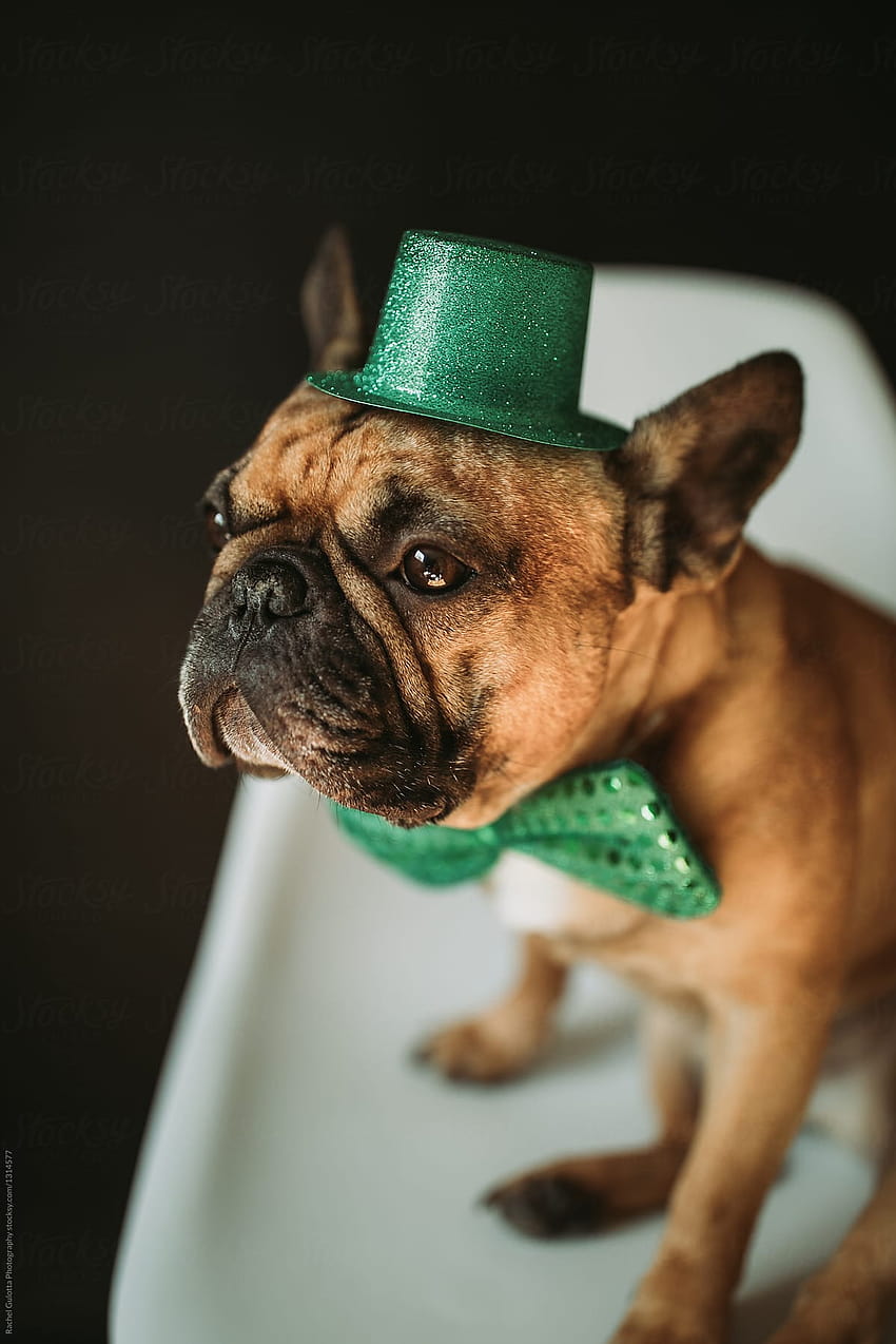 Cachorro de bulldog francés vestido como duende para St. Patrick's, cachorros del día de San Patricio fondo de pantalla del teléfono