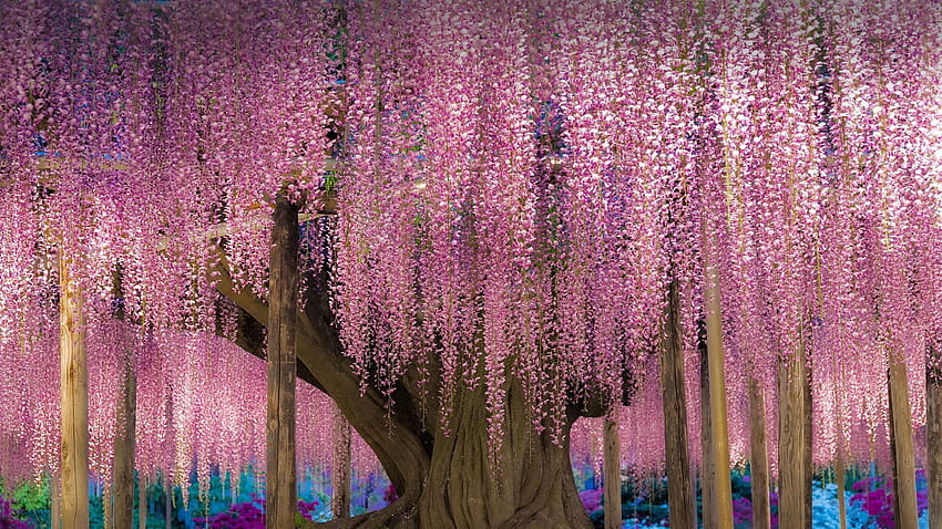 Wisteria Trellis in Japan [1920x1080], demon slayer wisteria HD ...