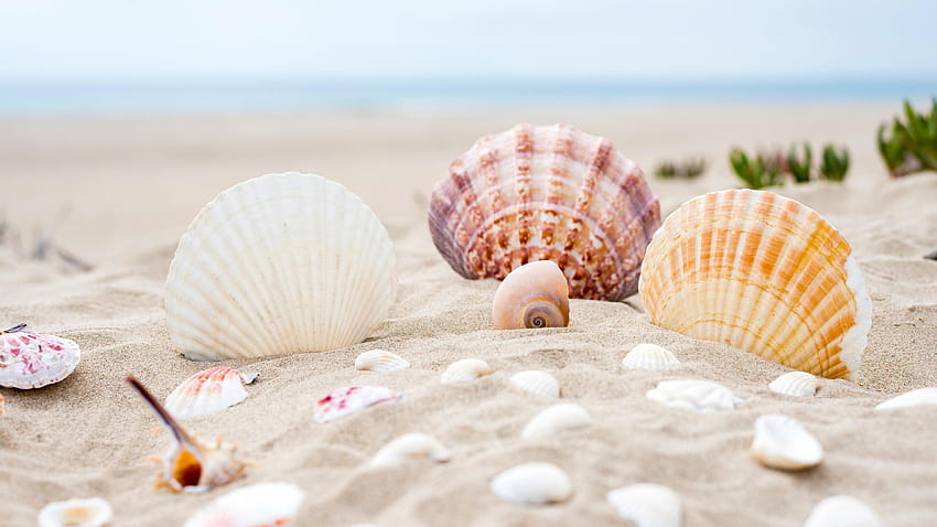 Shells Sand Beach Summer Sun และ Stock วอลล์เปเปอร์ HD
