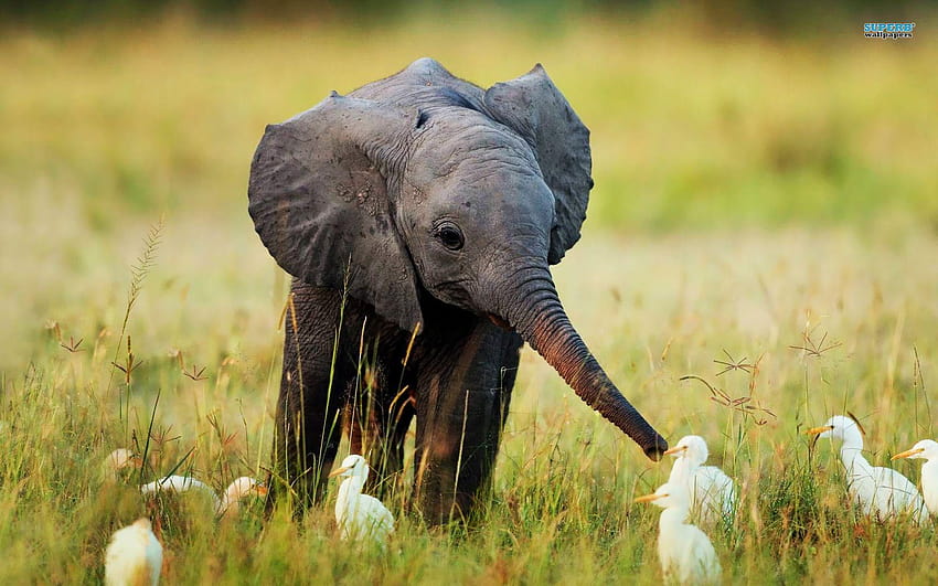 World Elephant Day: Ivory Burn 12 August HD wallpaper