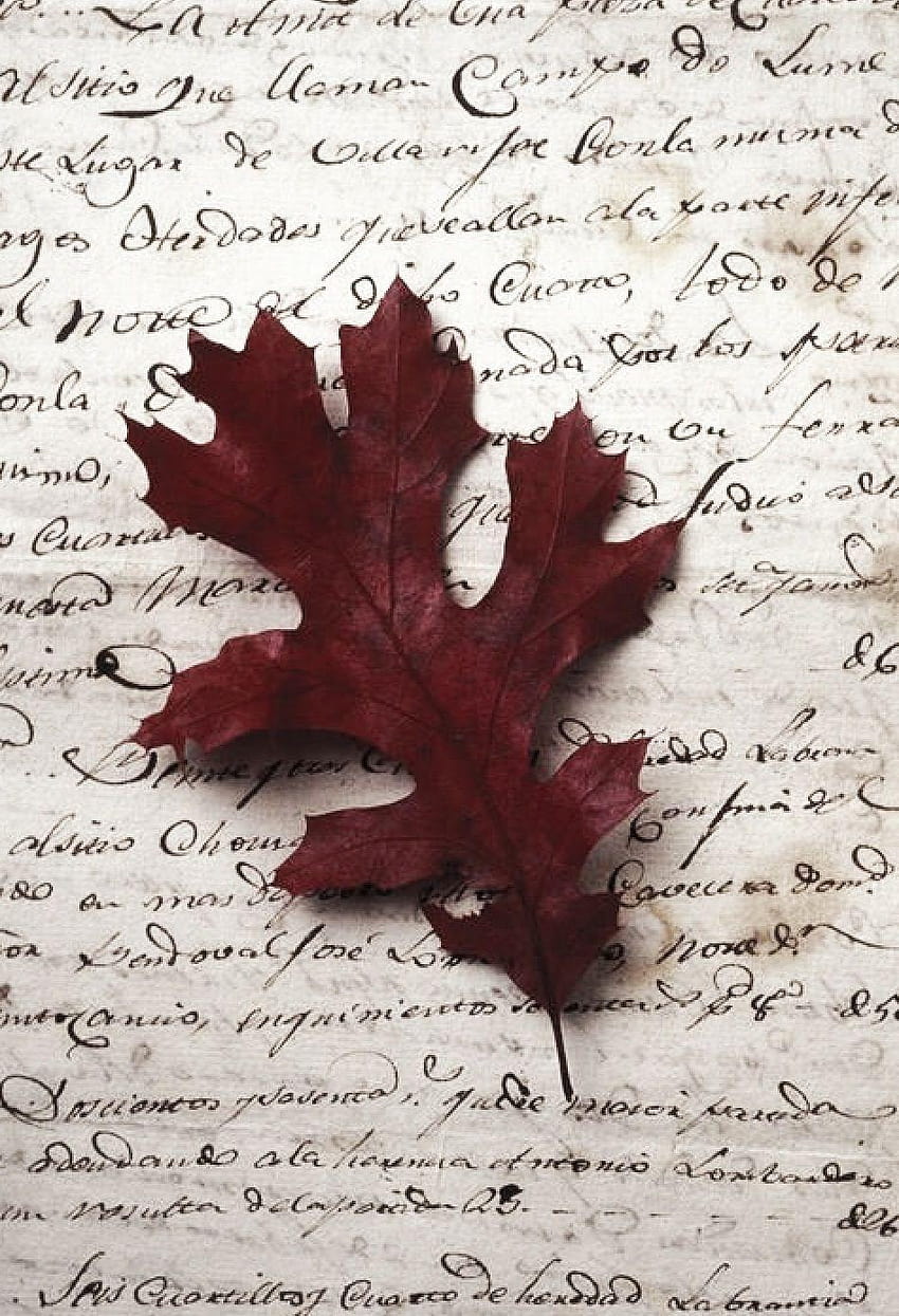 Dried oak leaf on old letter, close, falling oak leaves HD phone wallpaper