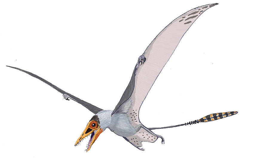 Pterosaurs Reptile, pterodactyl HD wallpaper