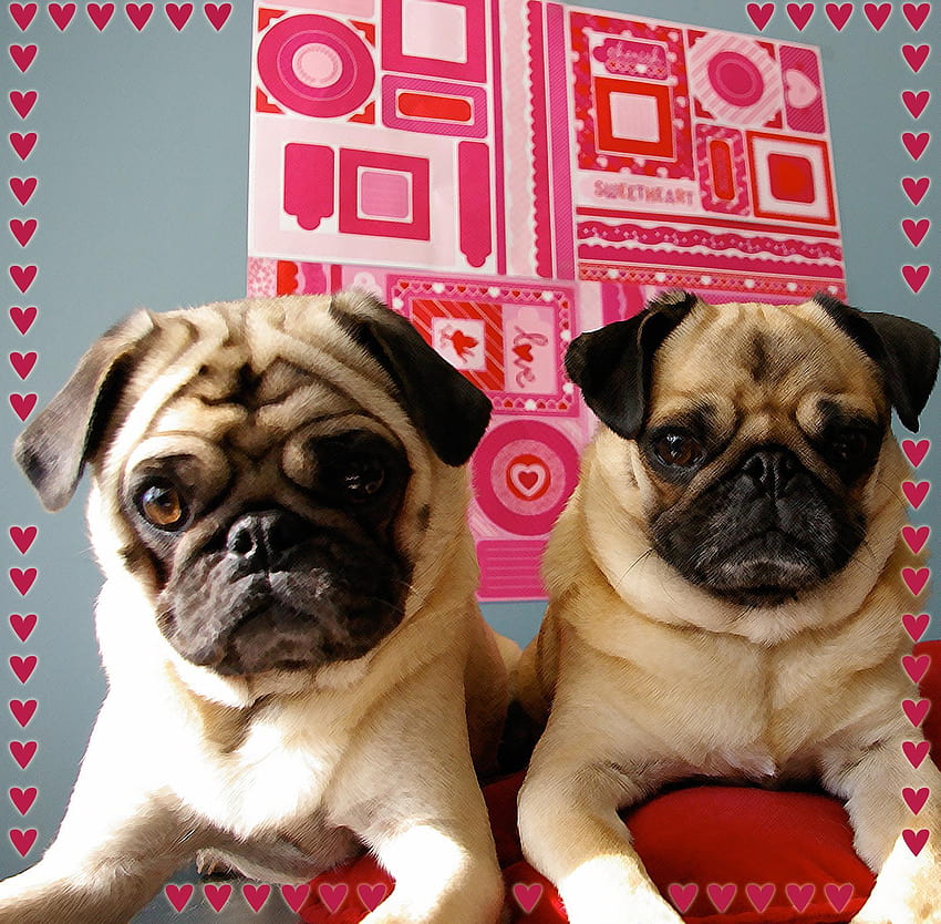 귀여운 발렌타인 퍼그 개 두 마리와. 아름다운, 발렌타인 강아지 HD 월페이퍼