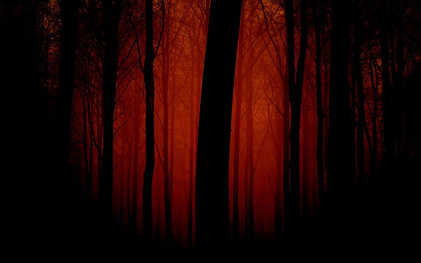 Bosque oscuro y aterrador Naturaleza de ancha para su teléfono Árboles [2560x1600] para su, móvil y tableta, árboles aterradores fondo de pantalla