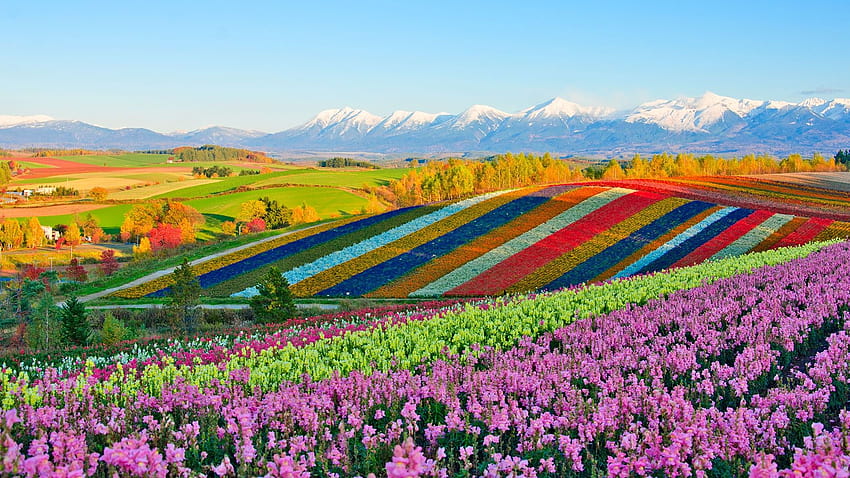 Panoramiczne ogrody kwiatowe Shikisai, ogród kwiatowy shikisai no oka Tapeta HD