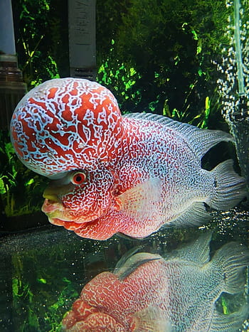 17 Wallpaper Fish Flower Horn Cichlid Images Stock Photos  Vectors   Shutterstock