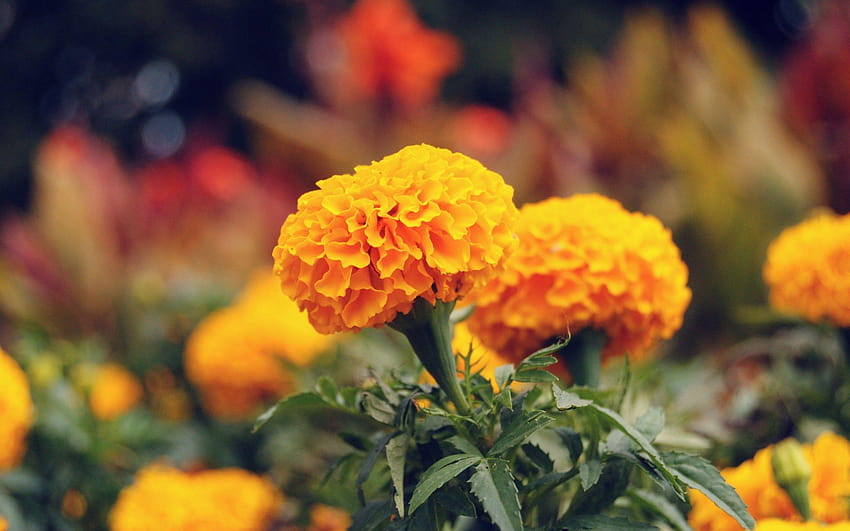 Flores: Marigold Flowers Nature Flower For for papel de parede HD