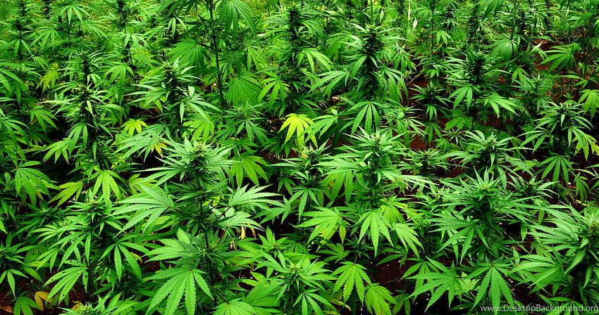 Marihuana, Cannabis tumblr HD-Hintergrundbild