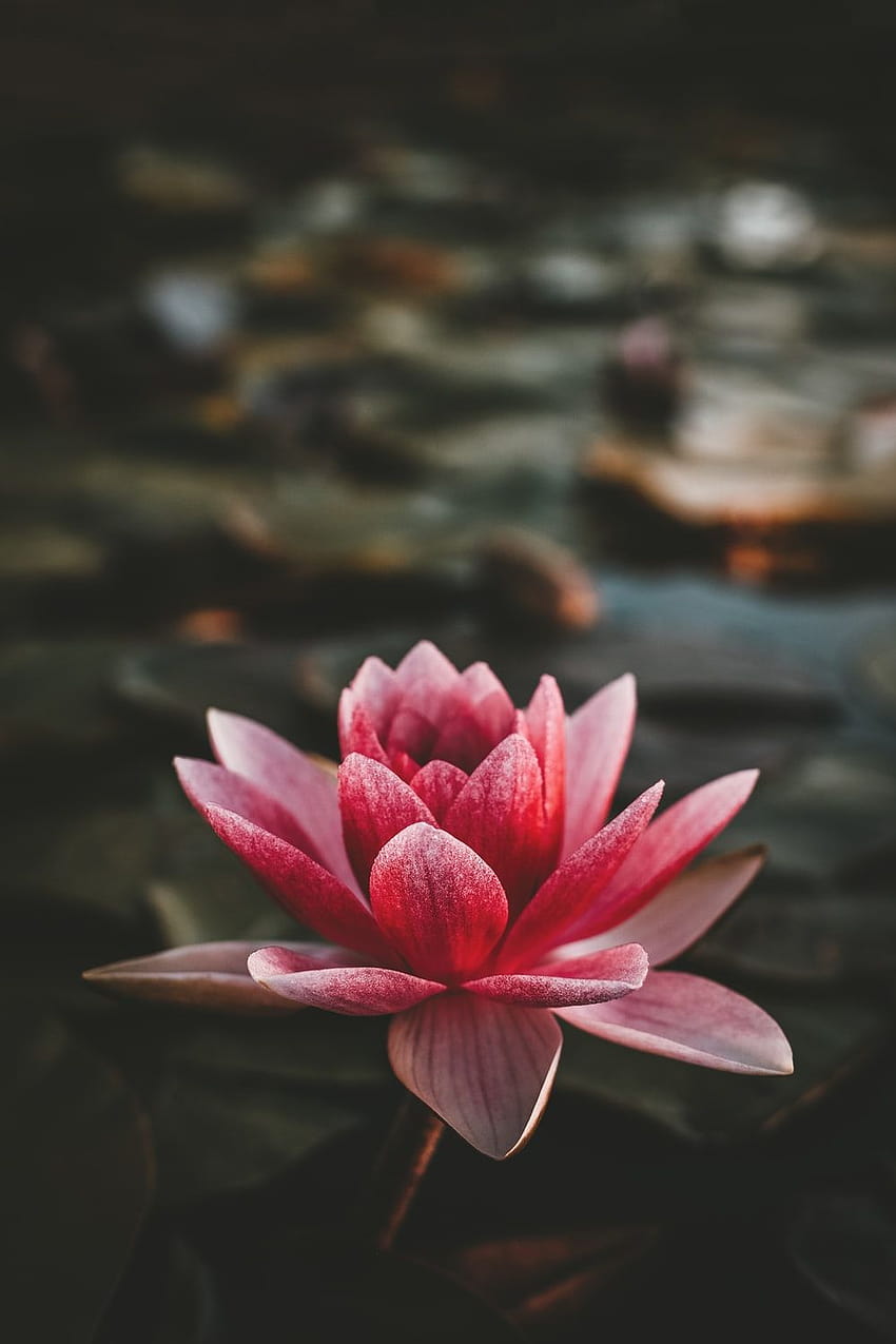 50 Water Lily, beautiful lotus flowers mobile HD phone wallpaper