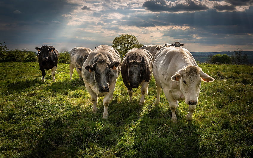 cows, evening, field, sunset, farm, sunset cow HD wallpaper