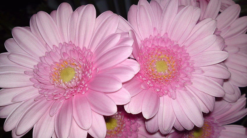 Blumen Tag : Verano Prado Flores Coloridas Blumenwiese fondo de pantalla