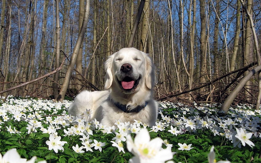 4 Spring Dog, spring time dogs HD wallpaper