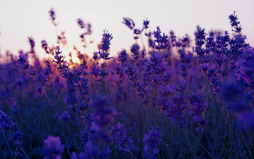 bunga lavender, tumblr bunga ungu Wallpaper HD