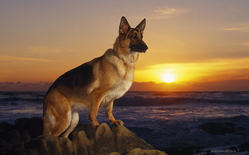 German Shepherd Police Dog ..., baby k9 dog HD wallpaper | Pxfuel