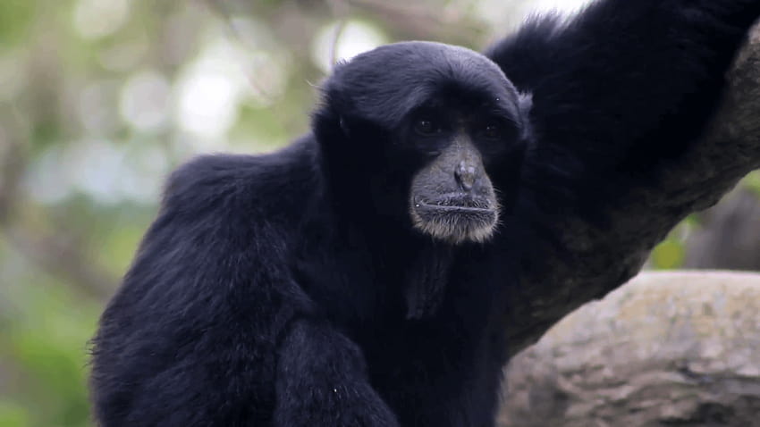 A Siamang Gibbon monkey's neck swells as he lets out a howl Stock HD wallpaper