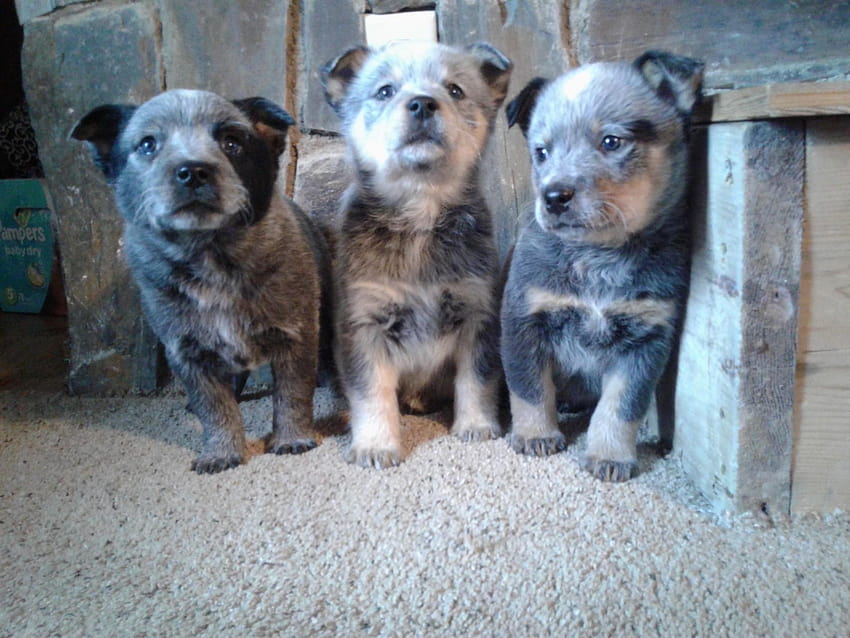 Blue Heeler Puppies for Sale, blue heelers puppies HD wallpaper