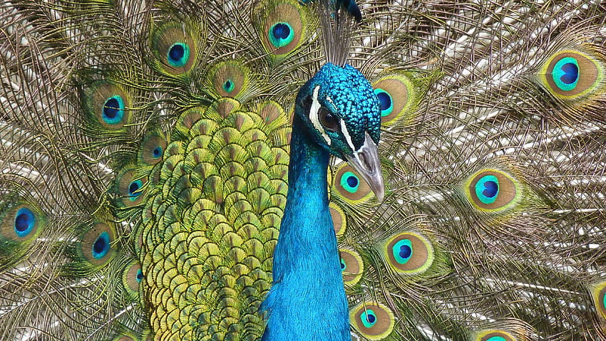 animal, beak, bird, close up, feather, peacock, peafowl, plumage, peafowls HD wallpaper