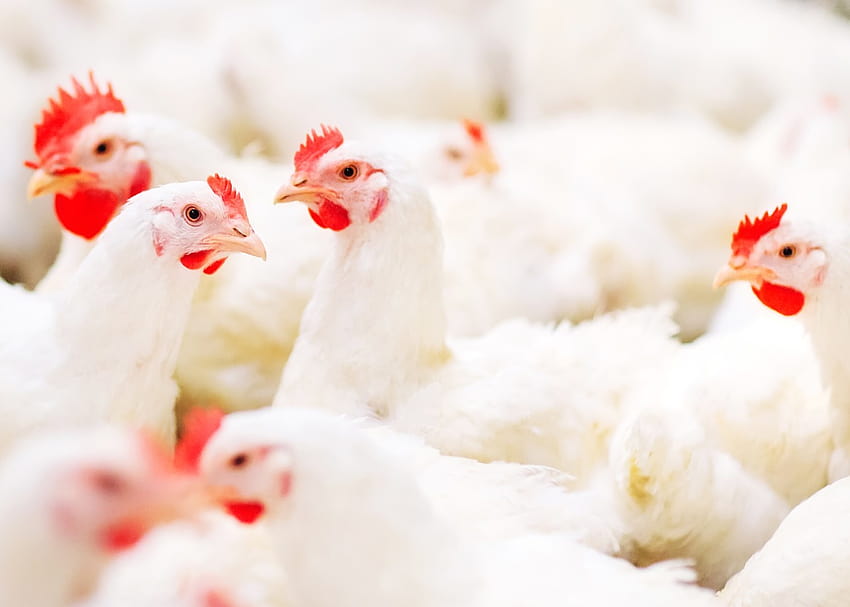 Trouw の新しい研究は、ブロイラー種鶏の栄養にとってタイミングが重要である理由を示しています。 高画質の壁紙