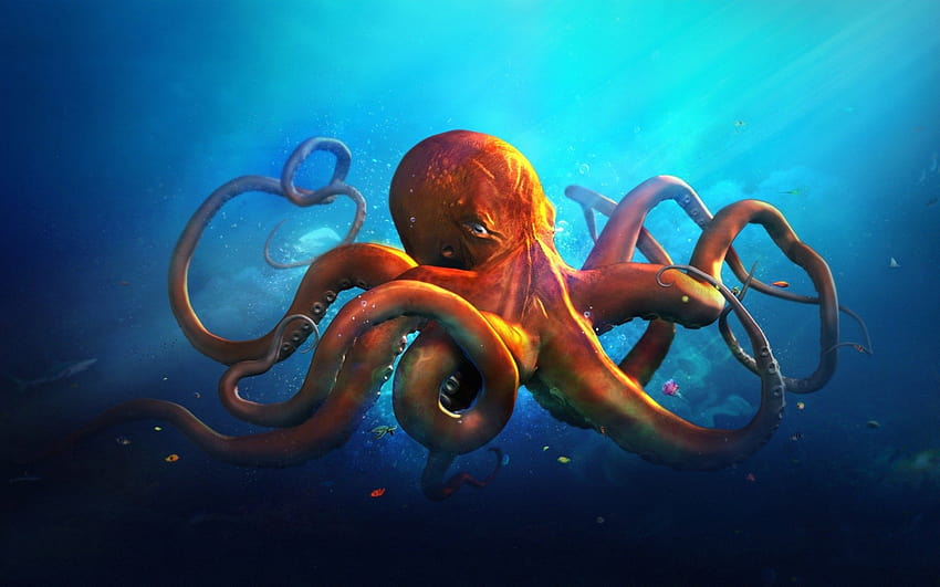 Octopus HD wallpaper