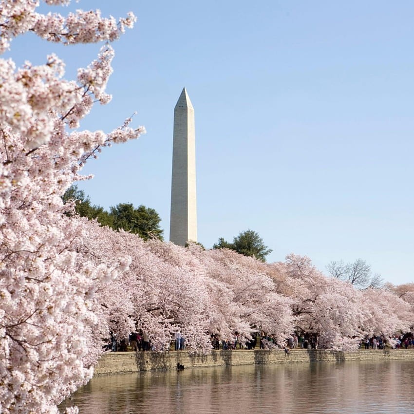 Вашингтон, окръг Колумбия, iPhone, Вашингтон, окръг Колумбия, пролет HD тапет за телефон