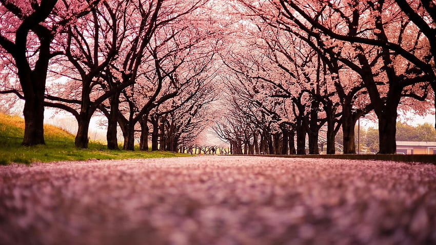 Sakura ağaçları, manzara, kiraz çiçeği, ağaçlar, yol HD duvar kağıdı