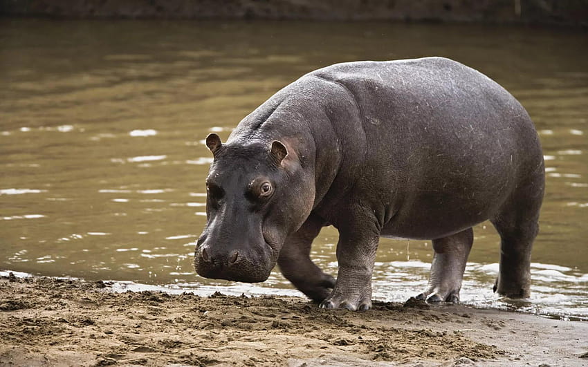 Hipopotam Tapeta HD