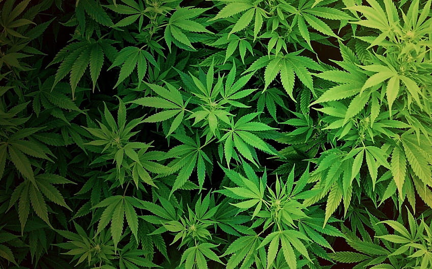 marijuana, erba Sfondo HD