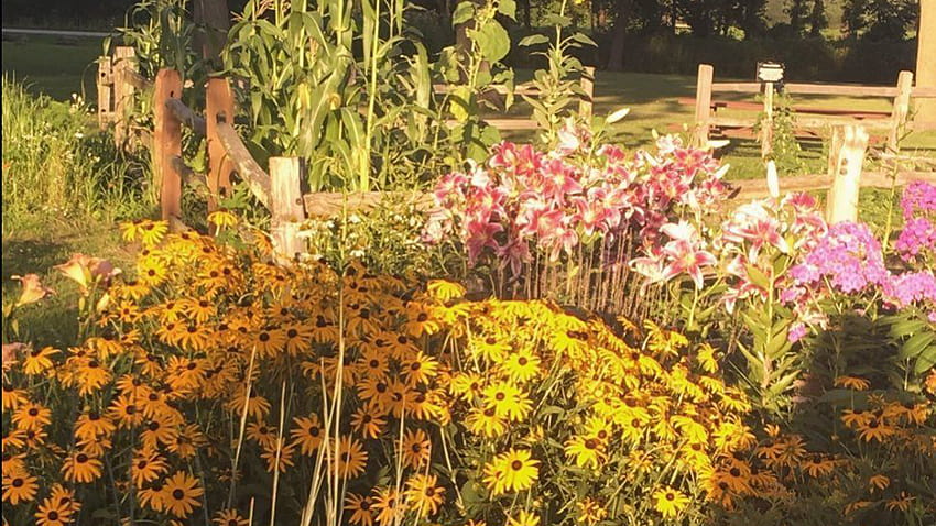 Jardim da casa de campo com flores coloridas Cottagecore, pc cottagecore papel de parede HD