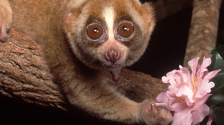 Rescued slow lorises returned to wild in SW China, red slender loris HD wallpaper