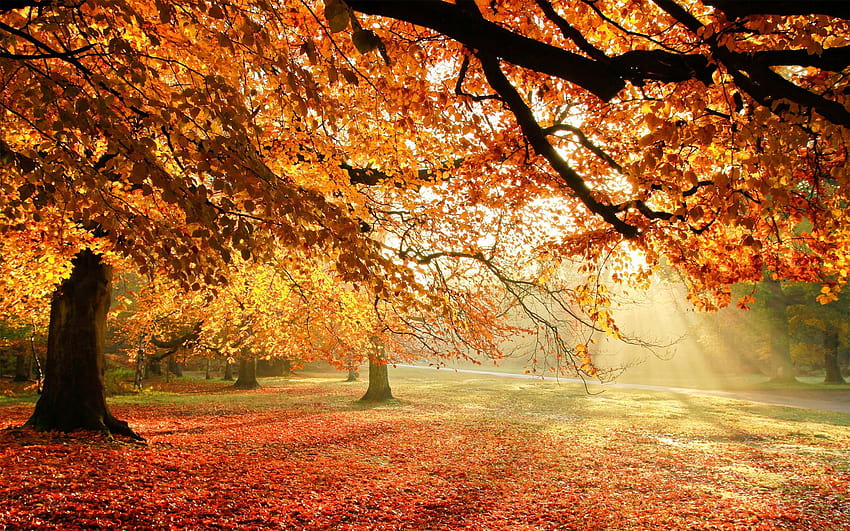 An Unconventional Thanksgiving, autumnal trees in sun rays HD wallpaper