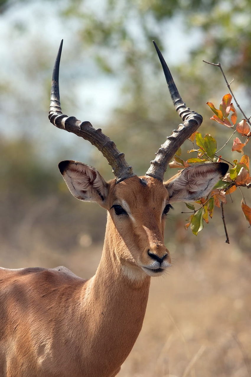 Antelope Morning Fight Dust Kalahari South Africa Hd Wallpaper :  Wallpapers13.com