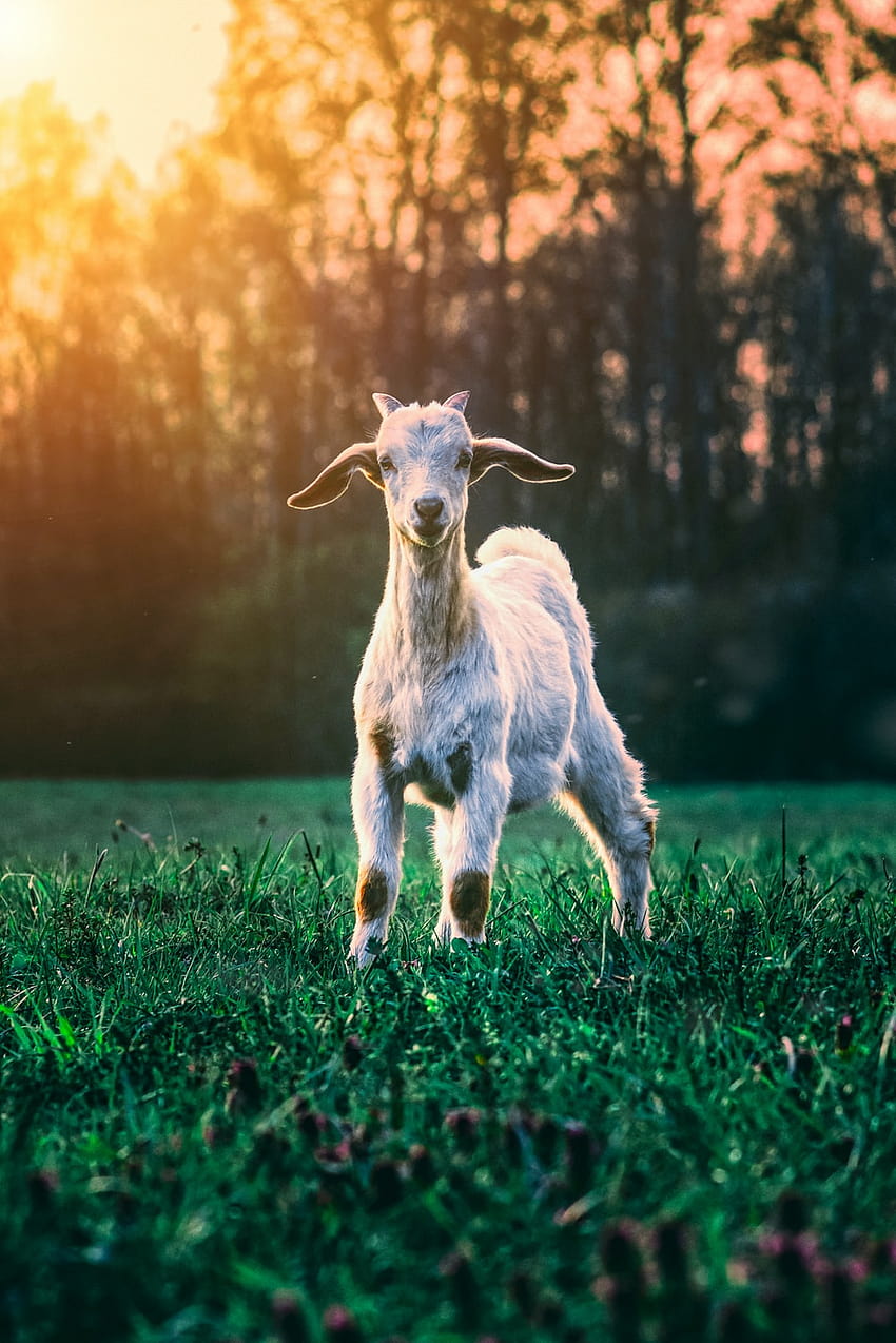 chèvre blanche sur un champ d'herbe verte pendant la journée - Animal allumé, chèvres mignonnes Fond d'écran de téléphone HD