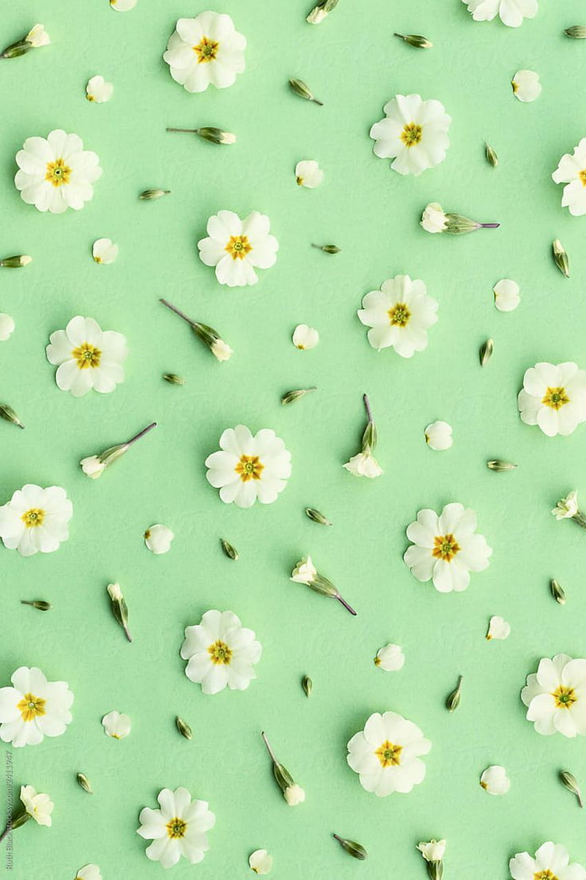 พื้นหลังพริมโรสบนสีเขียว โดย Ruth Black สีเขียวอันสวยงามของฤดูใบไม้ผลิ วอลล์เปเปอร์โทรศัพท์ HD